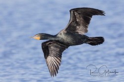 Double Crested Cormorant in flight. by Richard Goluch 